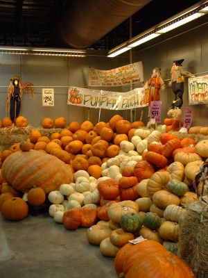 Pumpkin Patch