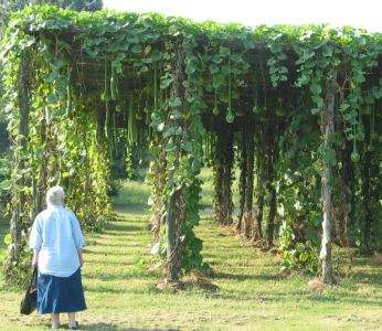 Gourd farm in Arkansas