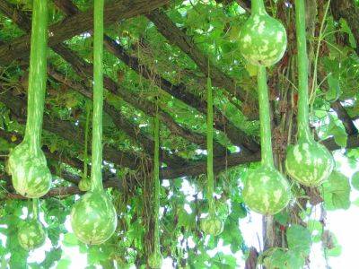 Dipper gourds