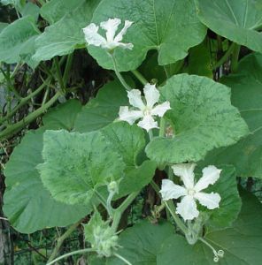 Male Flowers