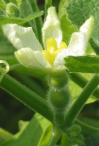 Female Flower