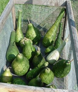 Drying in cage