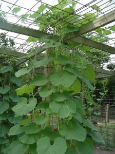 Gourds Growing