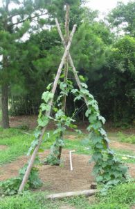 Tepee in the Kent farm