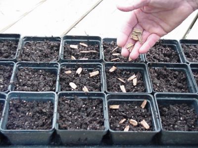 seeds in pot