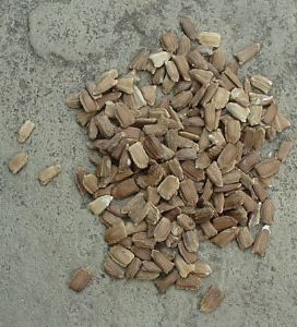 Seeds